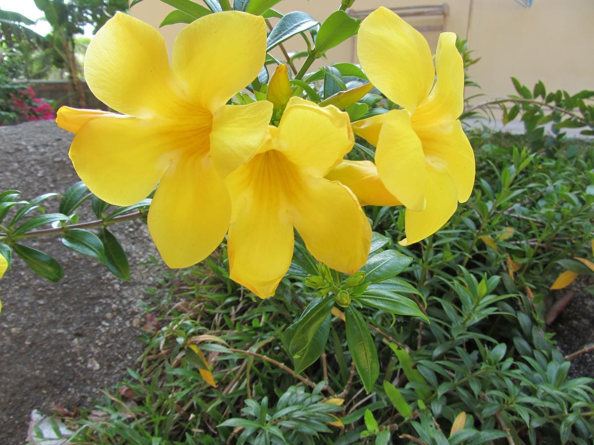 Flower Paradise Bungalows & Swiss Restaurant Roestiland Lamai Beach  Екстер'єр фото