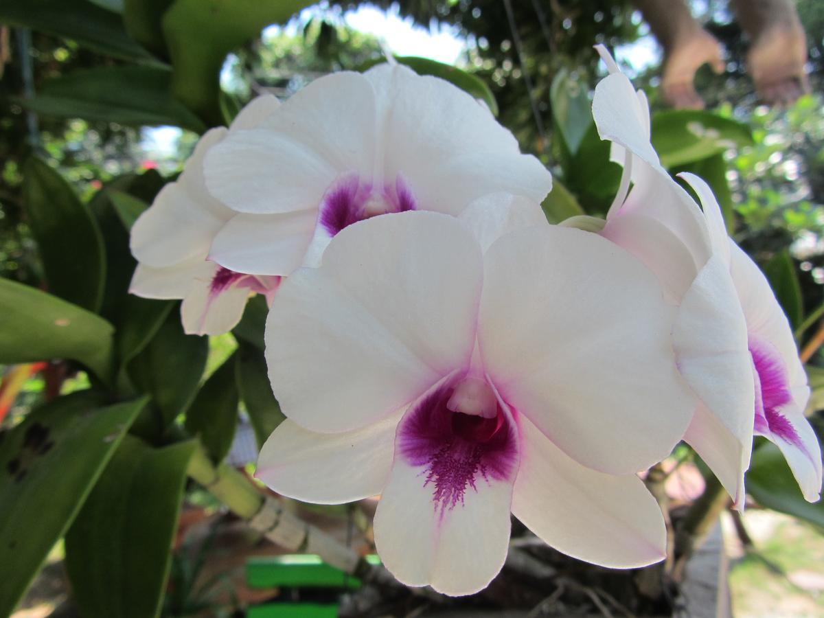Flower Paradise Bungalows & Swiss Restaurant Roestiland Lamai Beach  Екстер'єр фото