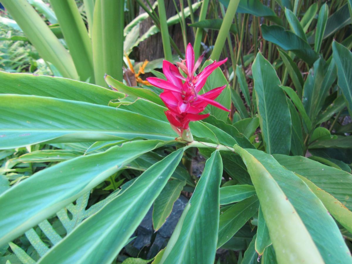 Flower Paradise Bungalows & Swiss Restaurant Roestiland Lamai Beach  Екстер'єр фото
